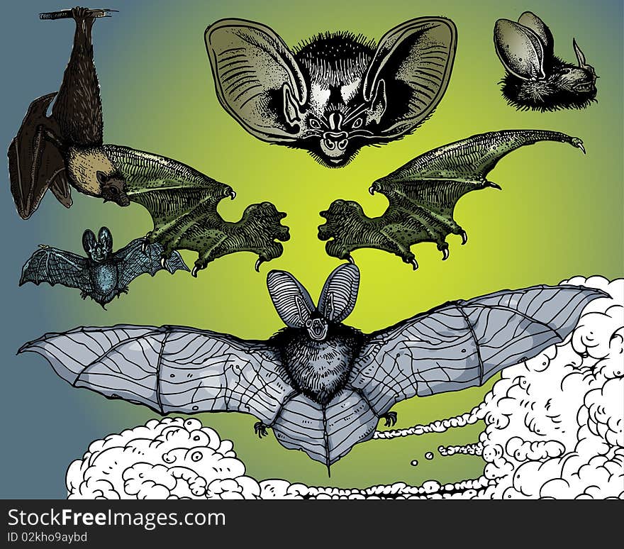 Bats and Flying Dog.