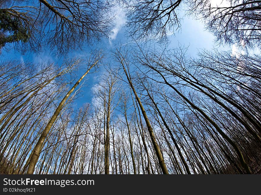 Spring tree crowns on deep blue sky