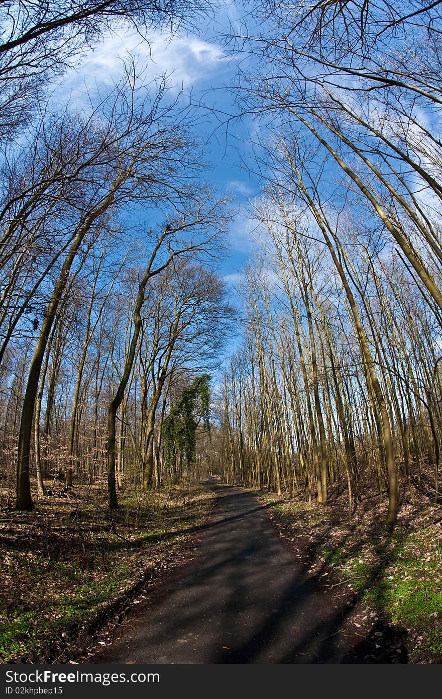 Path thru wood and crowns in spring without leaves on deep blue sky. Path thru wood and crowns in spring without leaves on deep blue sky