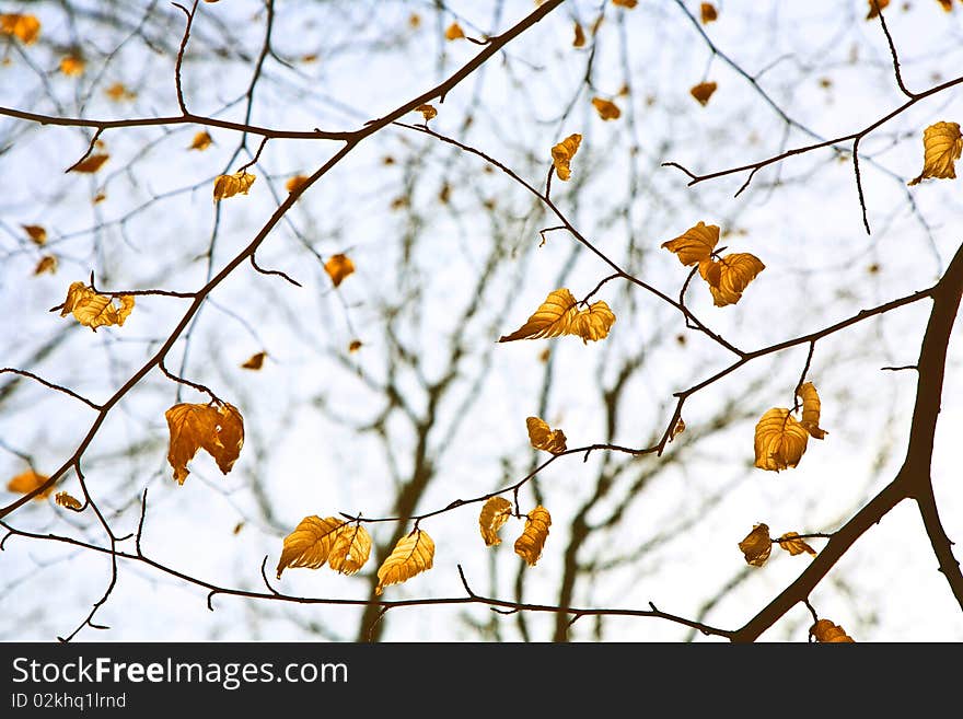 Spring tree crowns with old leaves