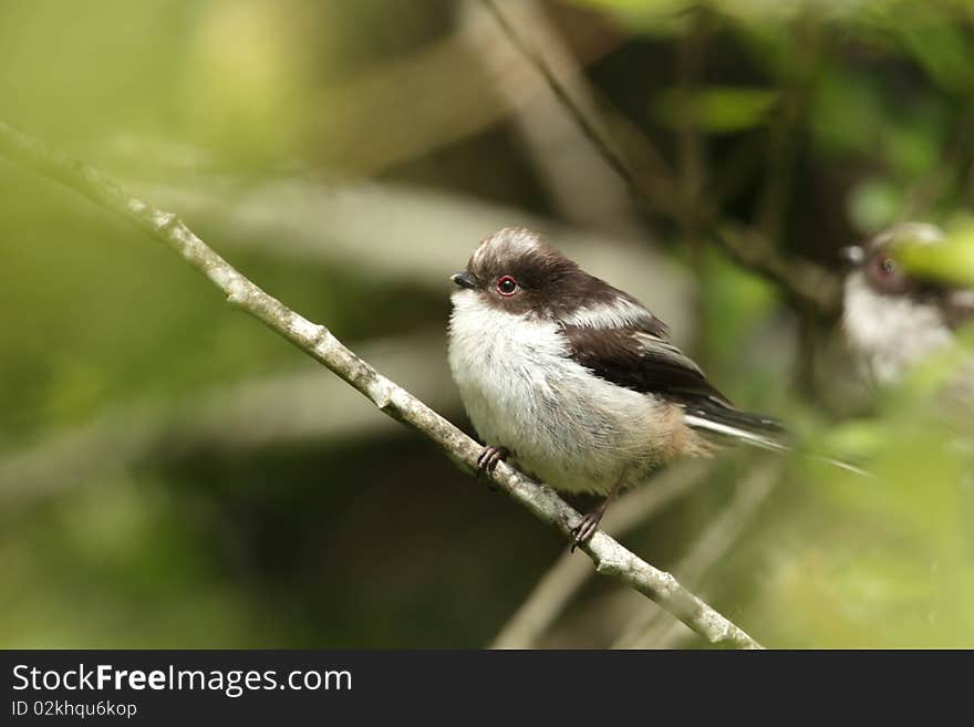 View of a longtail tit on a twig in profile view. View of a longtail tit on a twig in profile view.