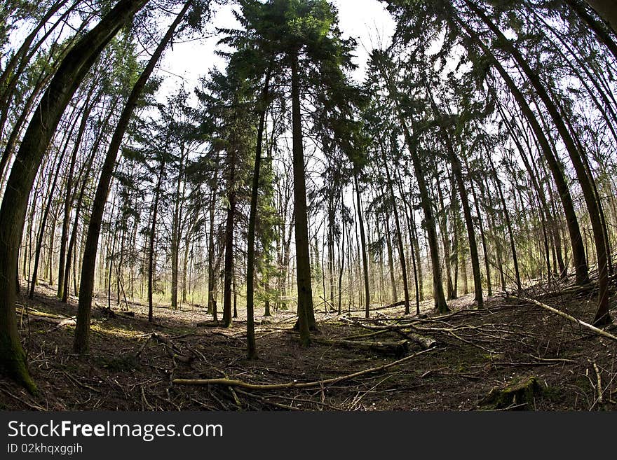 Panorama in the forest