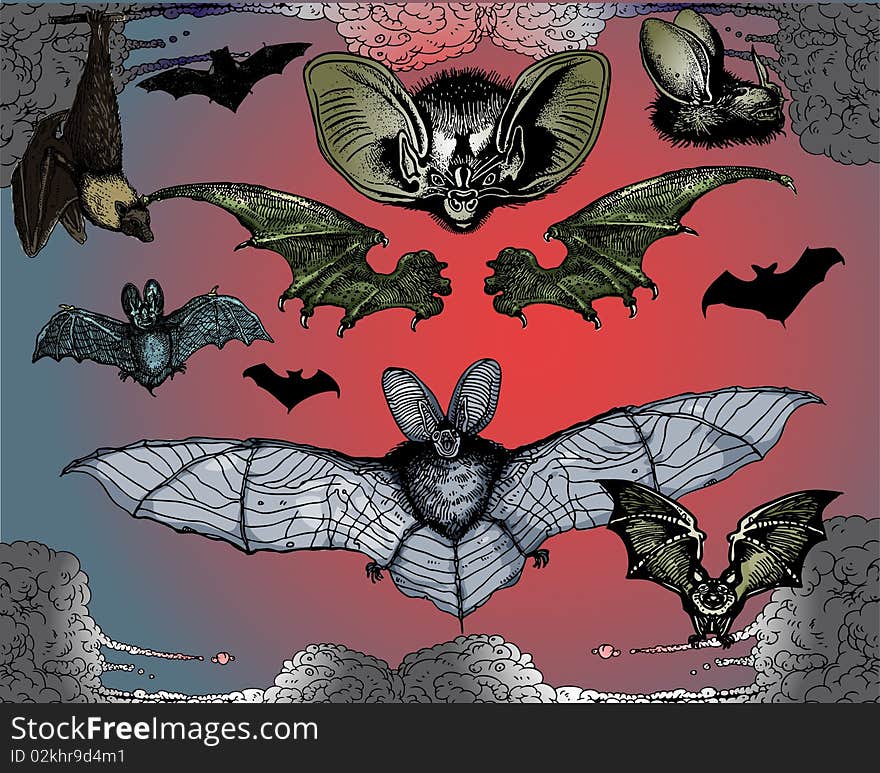 Bats and Flying Dog.