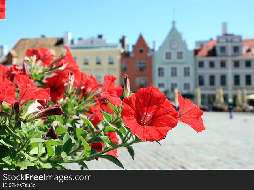 Colorful Houses Of Tallinn