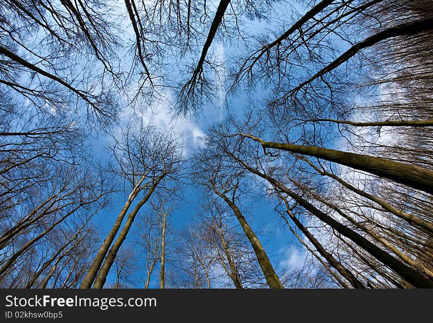 Spring tree crowns on deep blue sky