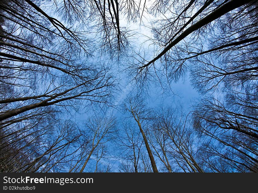 Spring tree crowns on deep blue sky in forest