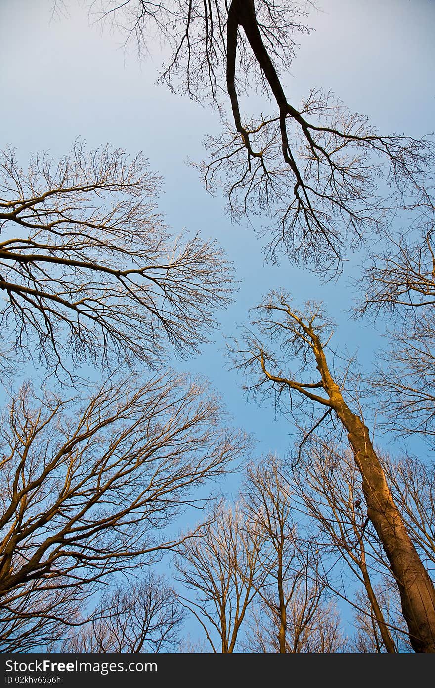 Crown of trees with clear blue sky