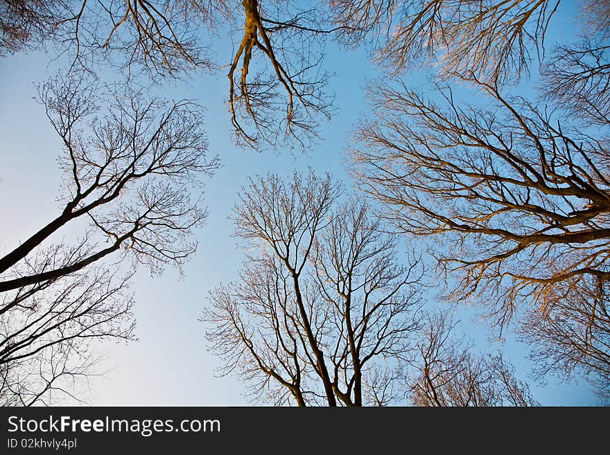 Crown of trees with clear blue sky and harmonic branch structure. Crown of trees with clear blue sky and harmonic branch structure