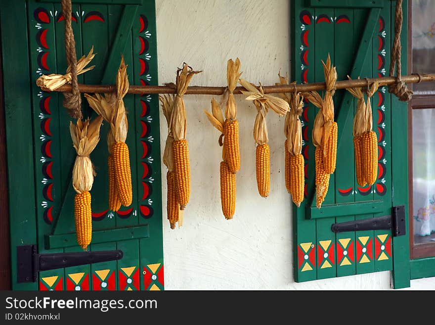 Hanging corncobs at the wood house