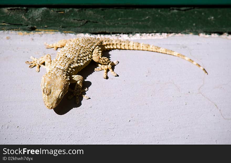 A speciemen of Tarentola mauritanica crawling on a wall