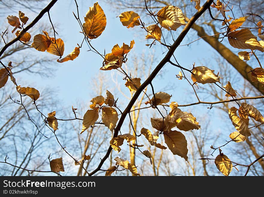 Golden leaves at the tree in beautiful light with sky