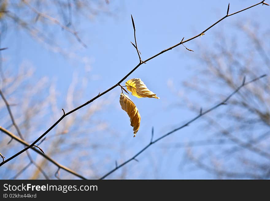 Golden Leaves At The Tree