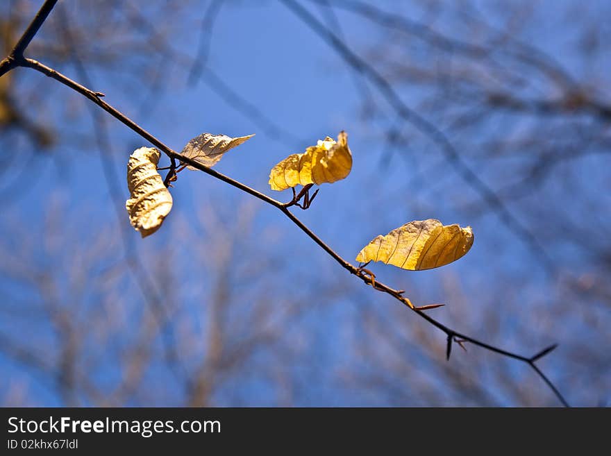 Golden leaves at the tree in beautiful light with sky