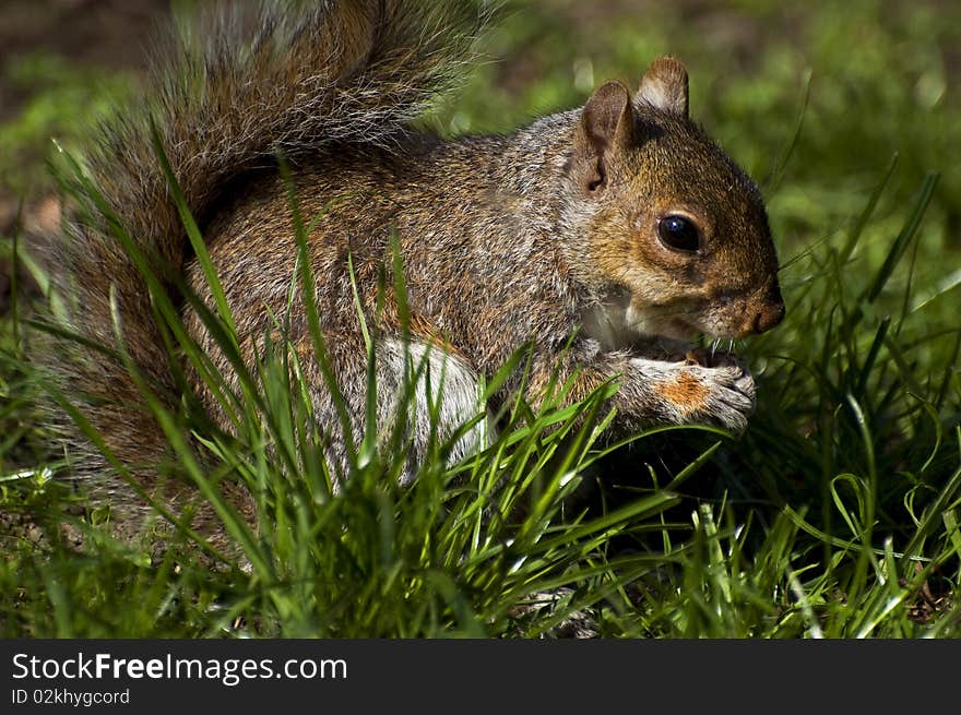 Lovely squirrel eating nuts in the Botanical Gardens in Dublin,Ireland.