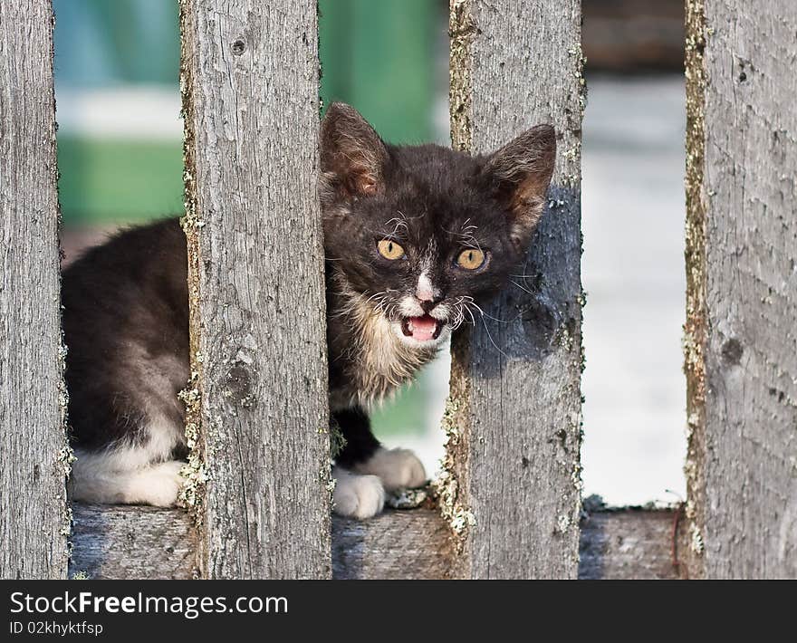 Homeless brown kitten sitting on the fence. Homeless brown kitten sitting on the fence