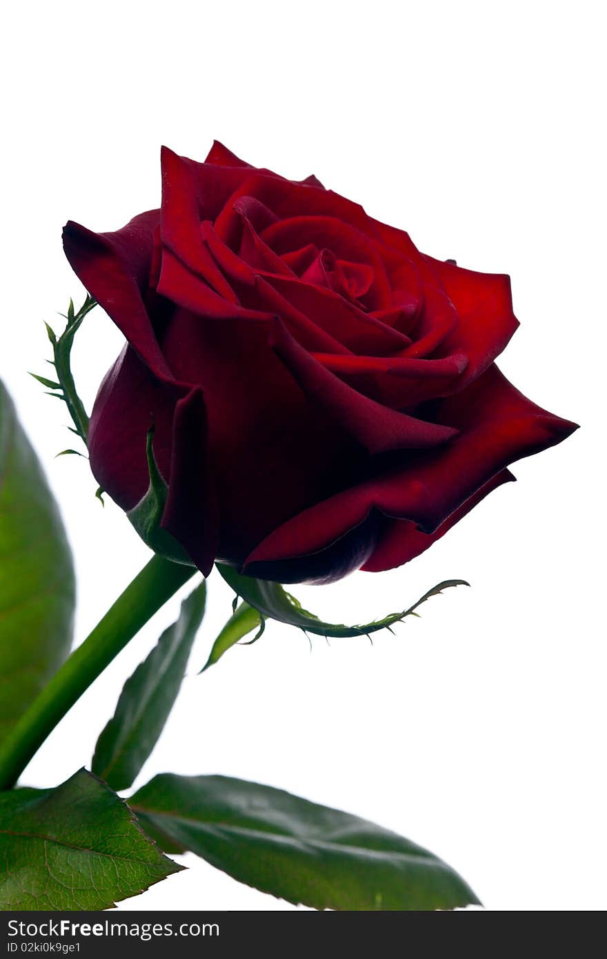 Isolated Red Rose