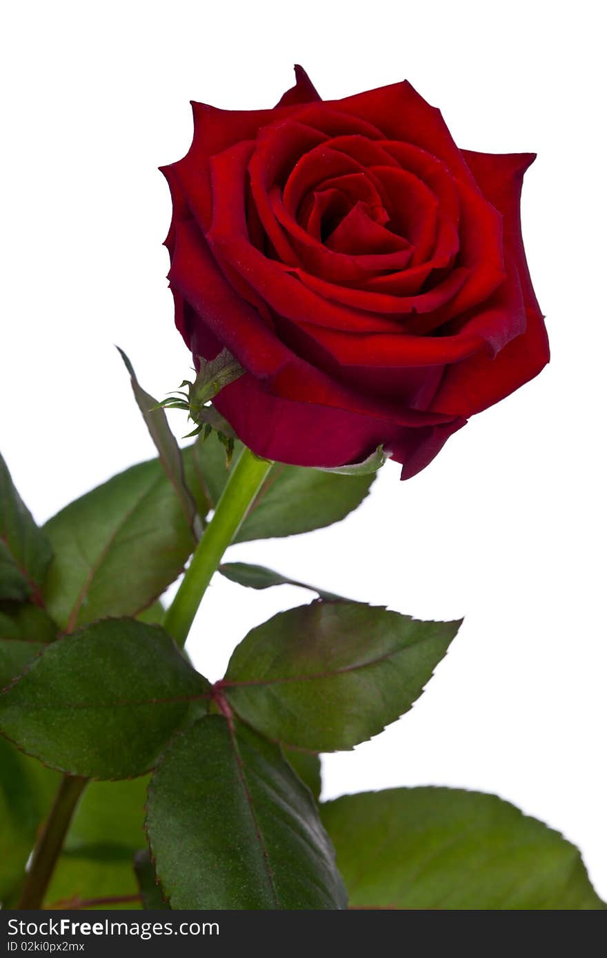 A single rose on white background