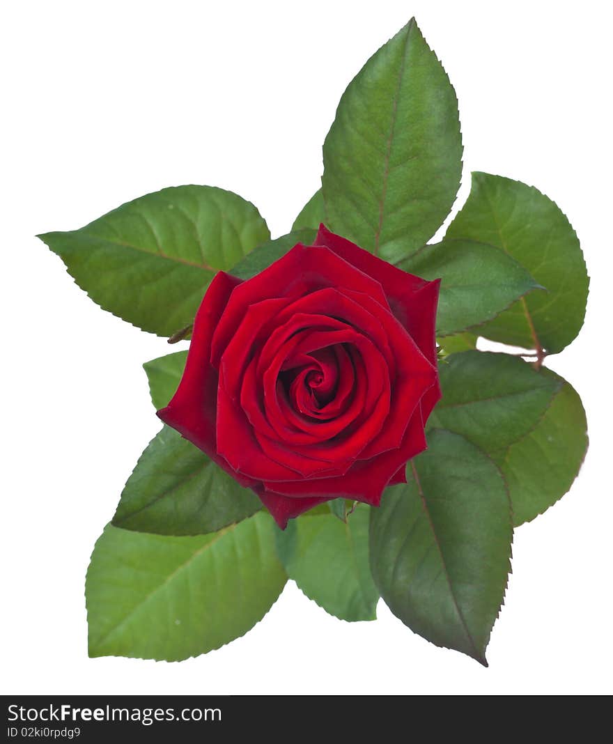 Isolated Red Rose