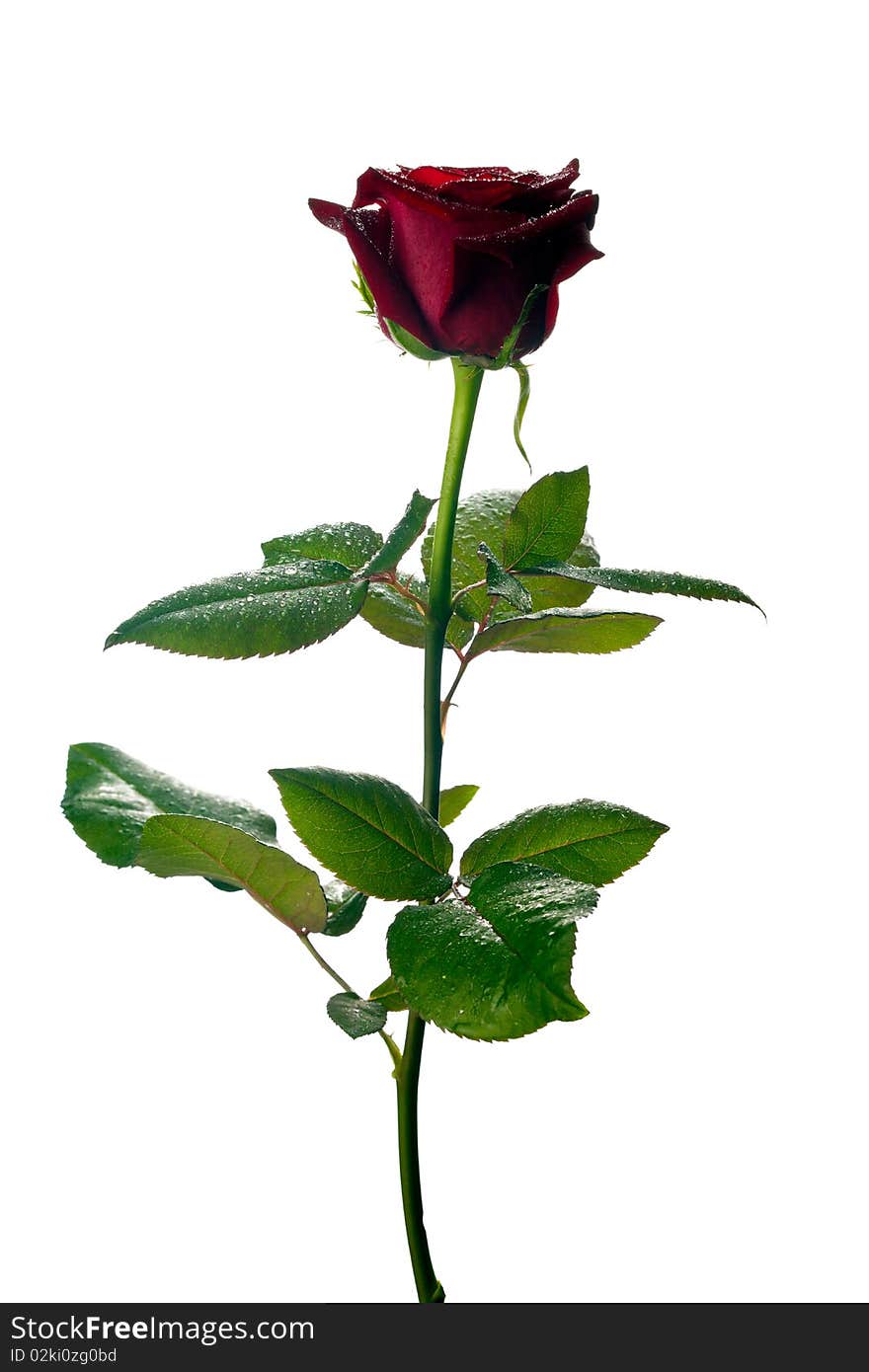 A single rose on white background. A single rose on white background