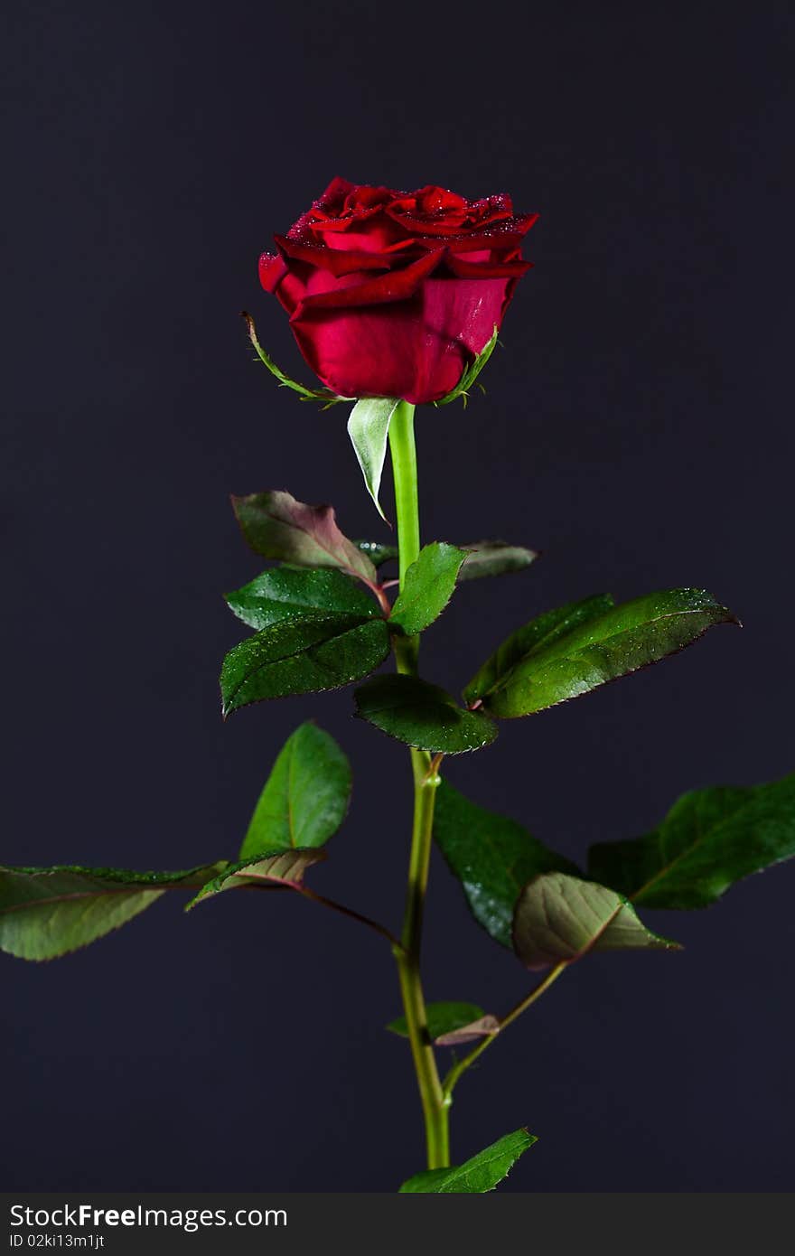 A single rose on dark background. A single rose on dark background