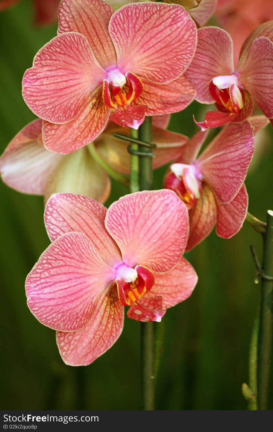 Branch Of Pink Orchid