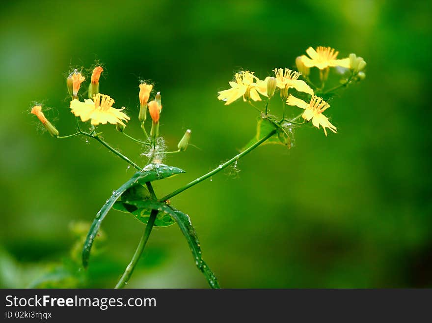 Close up view of a beautiful yellow flower background with green flower. Close up view of a beautiful yellow flower background with green flower.