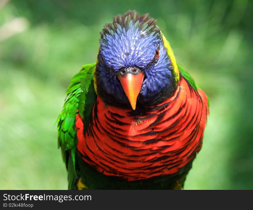 Curious Lorikeet