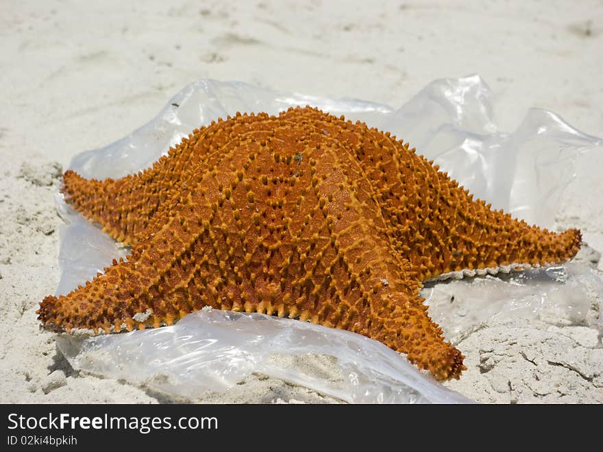 Brown Starfish on the beach