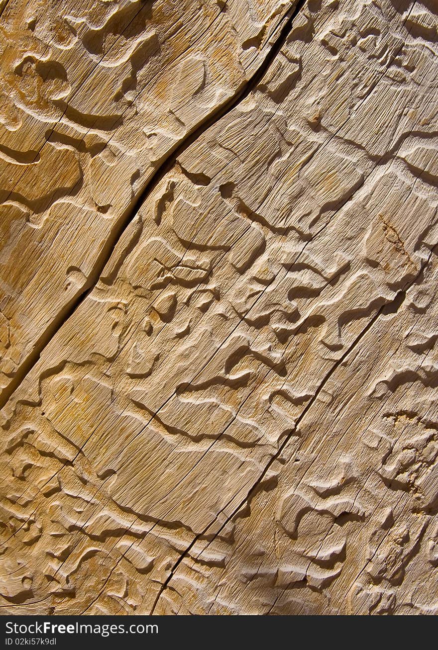 Insect marking on this old tree trunk in the desert. Insect marking on this old tree trunk in the desert