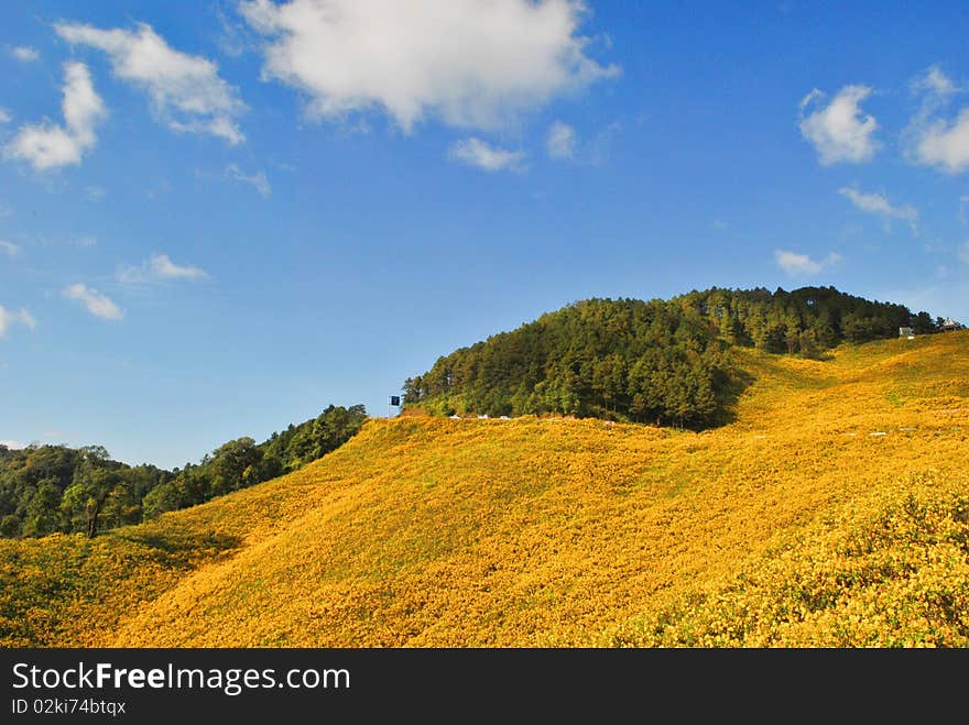 Tung Bua Tong in Thailand's most beautiful. Tung Bua Tong in Thailand's most beautiful