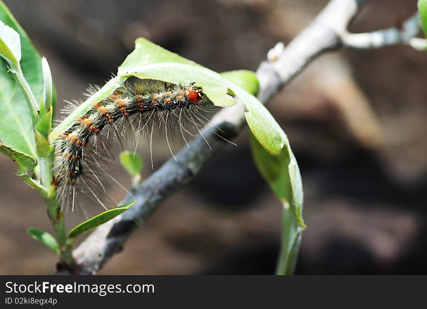 Photos worms eat green leaves