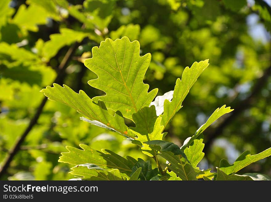 Bright sunlight flaring through the leaves of an oak tree. Bright sunlight flaring through the leaves of an oak tree