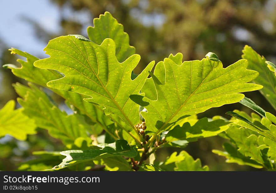 Bright sunlight flaring through the leaves of an oak tree. Bright sunlight flaring through the leaves of an oak tree