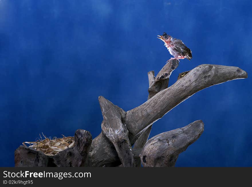 Baby bird singing blue background. Baby bird singing blue background