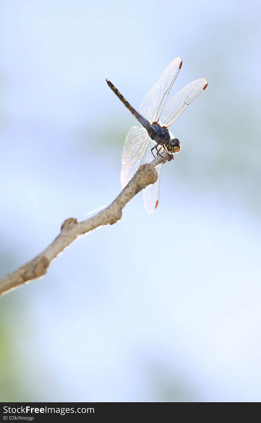 Dragonfly pictures in the sky