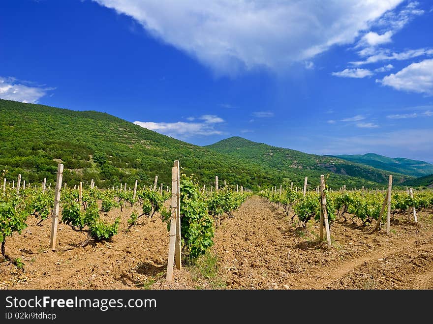 Summer vineyard