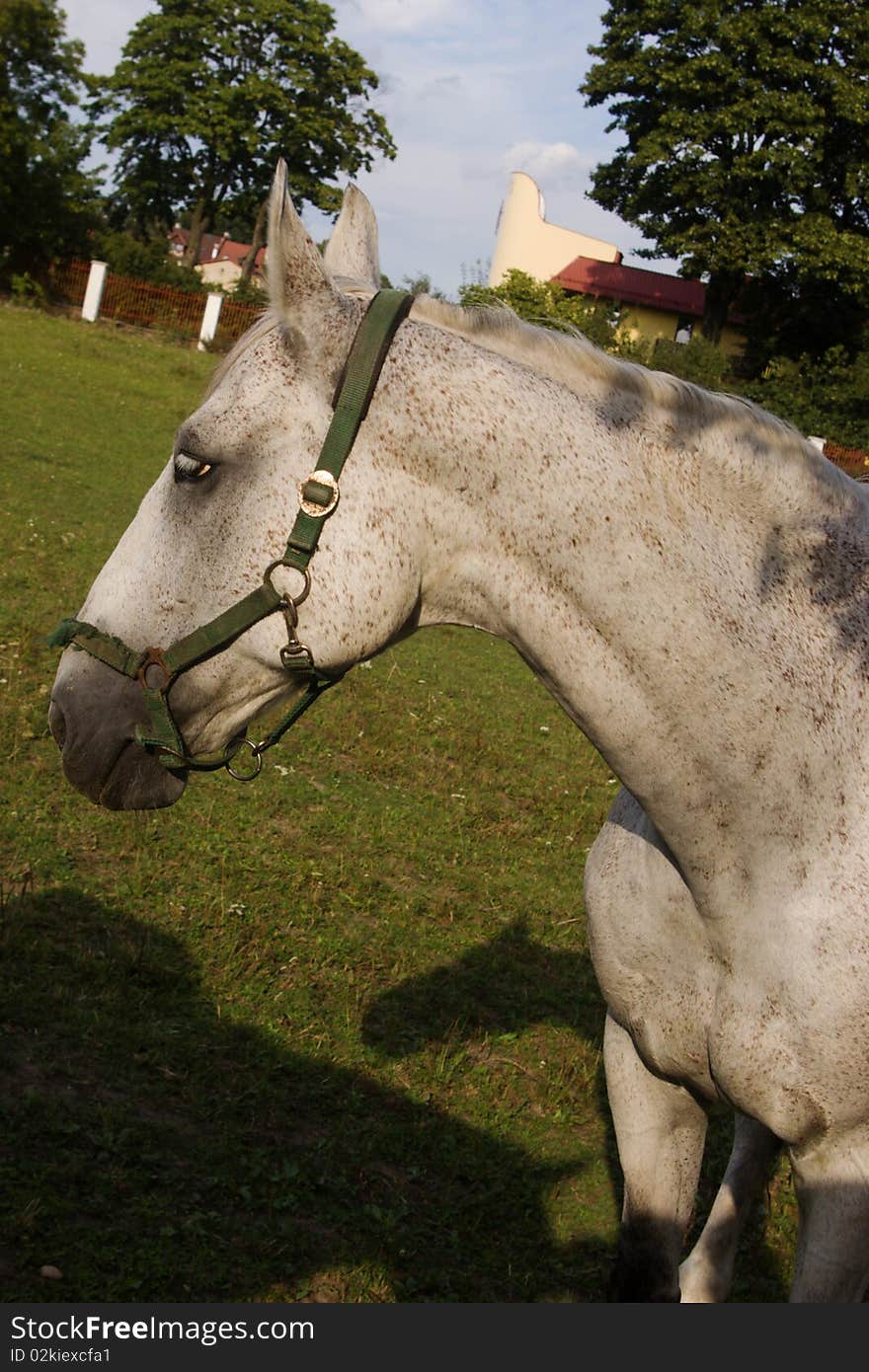 The horse at the pasture