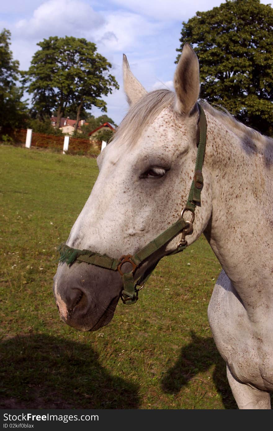 The horse at the pasture