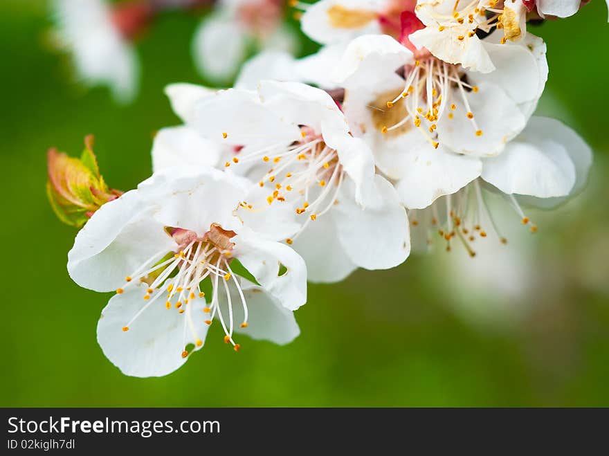 White flowers on a tree