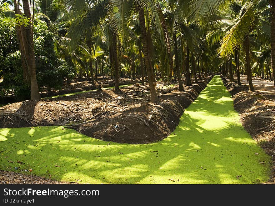 Coconut garden