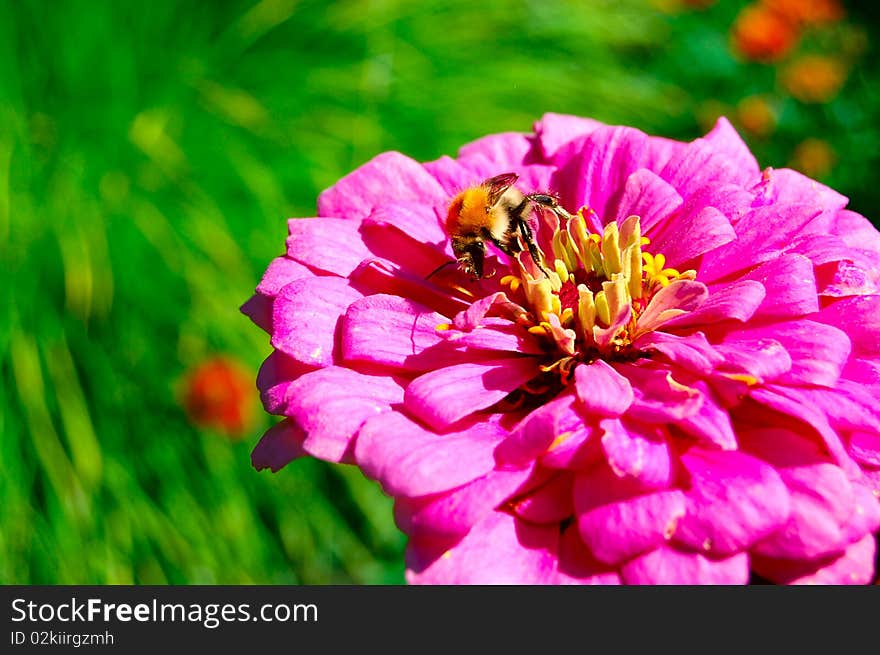 Worker bee on a beautiful flower collecting honey