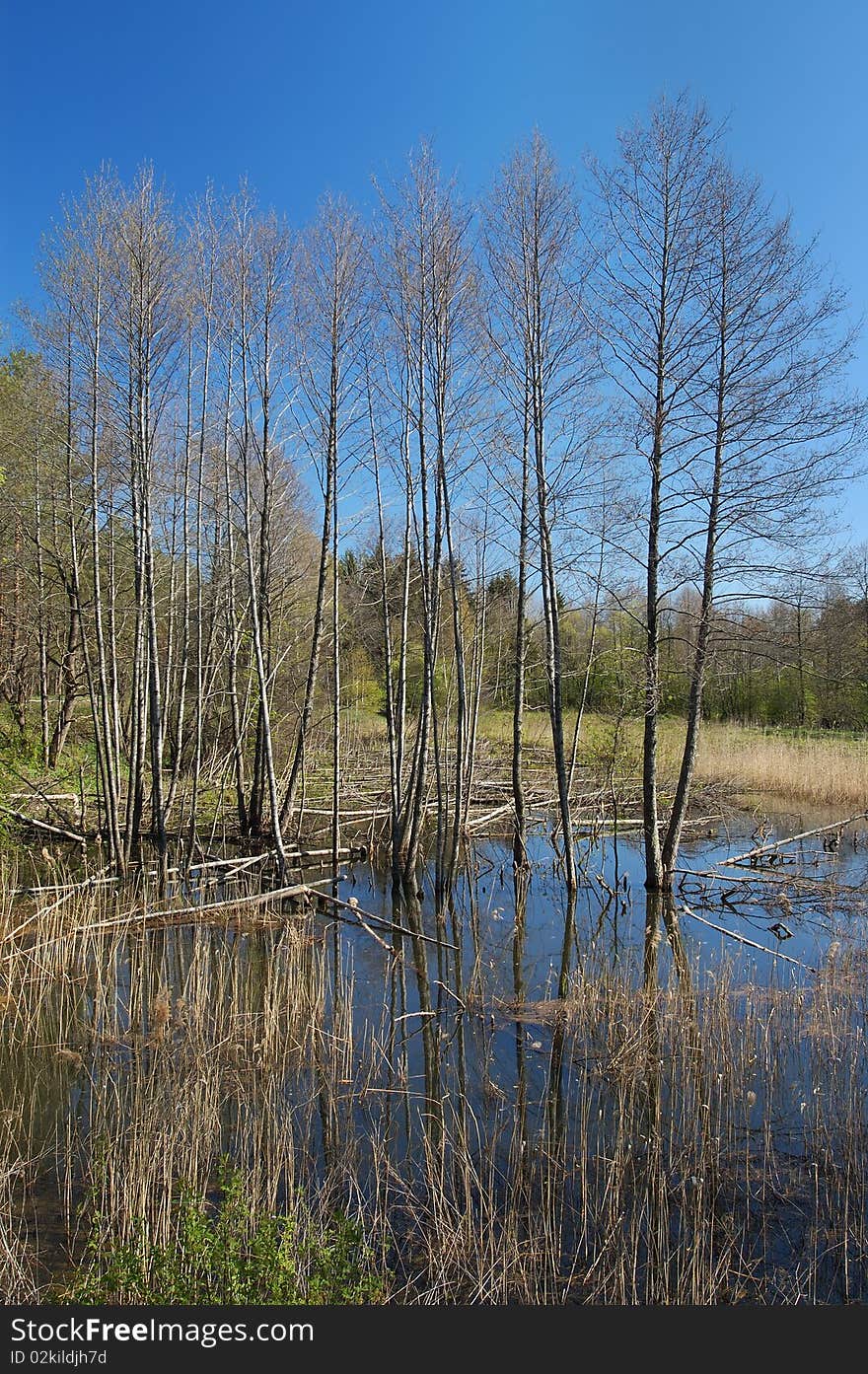 River in the forest