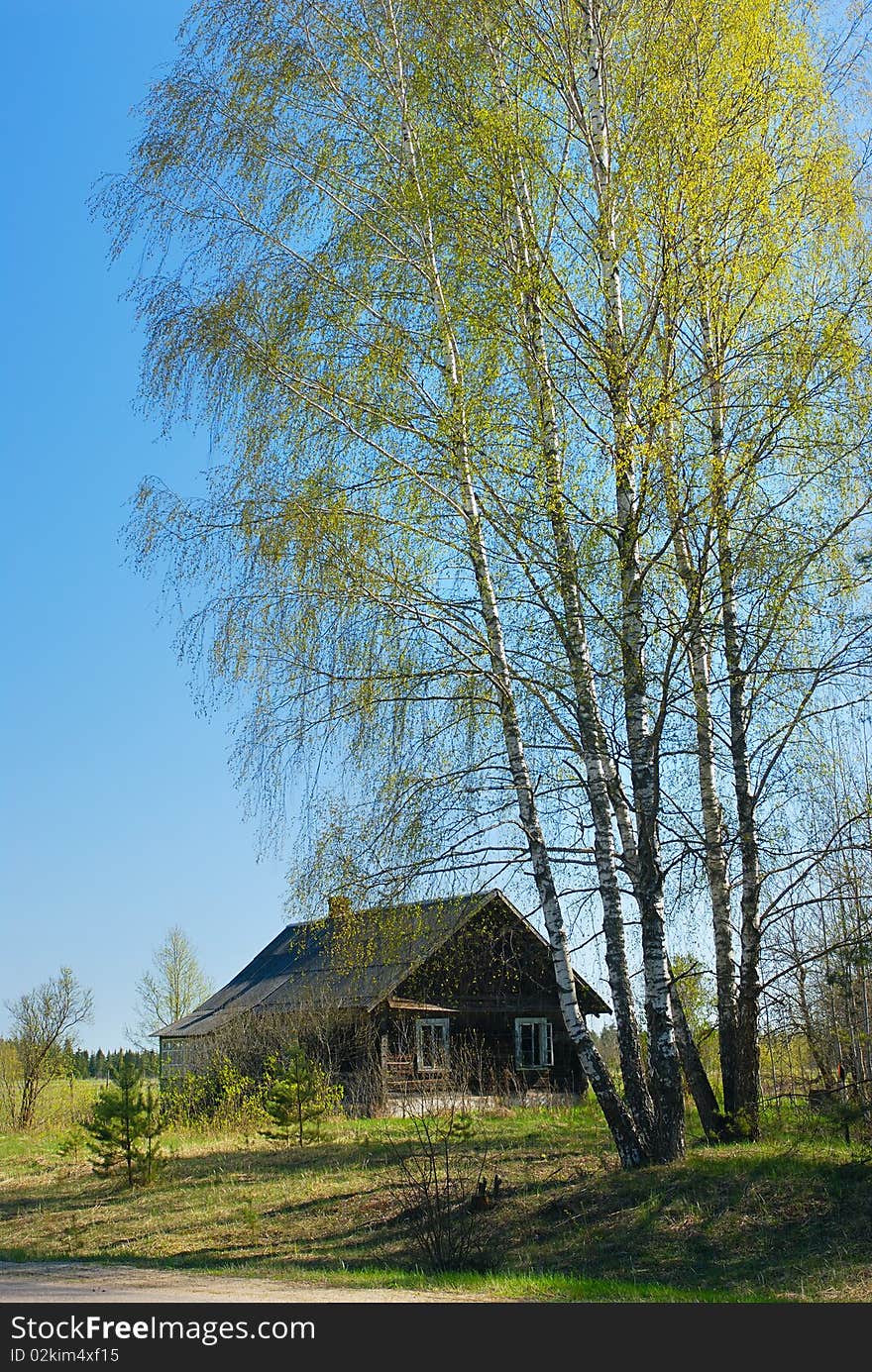 April in the village, birch near the house