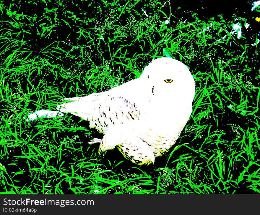 White owl