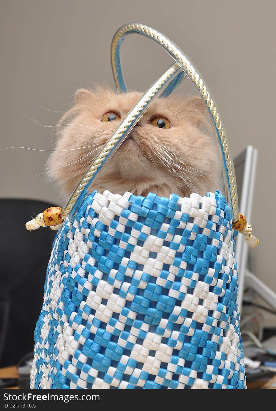 Persian cat hides into the bag