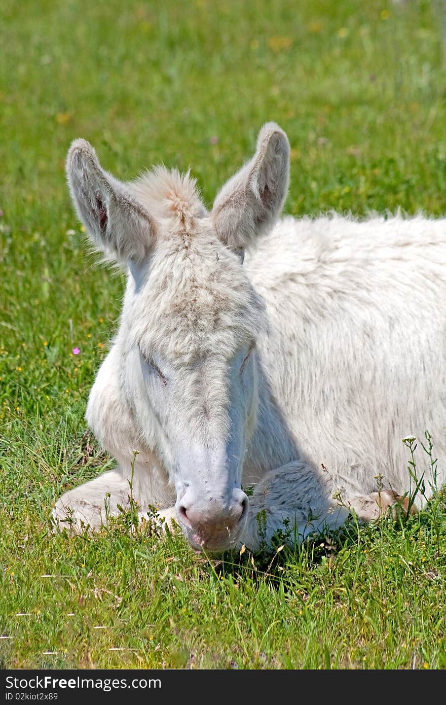 White donkey resting