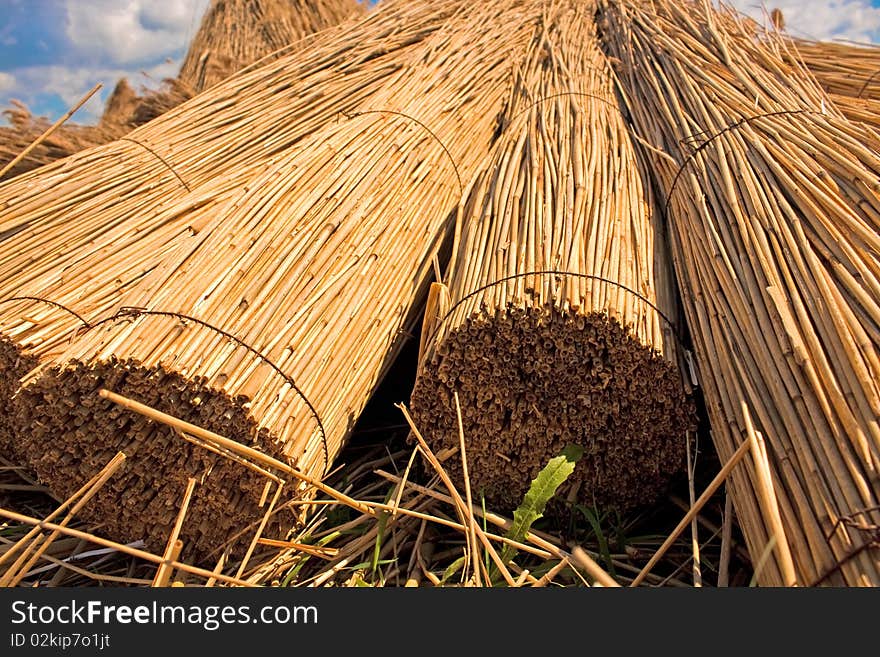 Reed stacks, the result of traditional Hungarian reed harvestug - a closeup