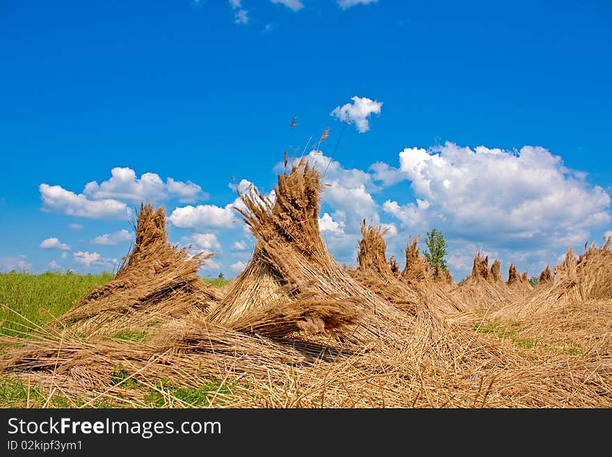 Reed stacks (traditional Hungarian reed harvesting) in a green field