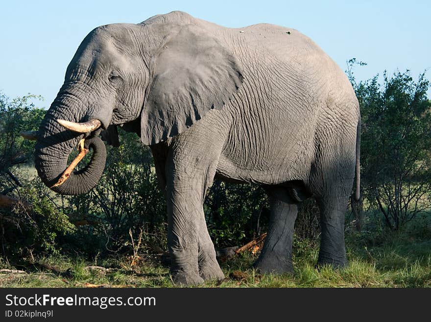 A large bull elephant picks up part of a tree with its trunk. Taken early morning in the Okavango Delta, Botswana. A large bull elephant picks up part of a tree with its trunk. Taken early morning in the Okavango Delta, Botswana.