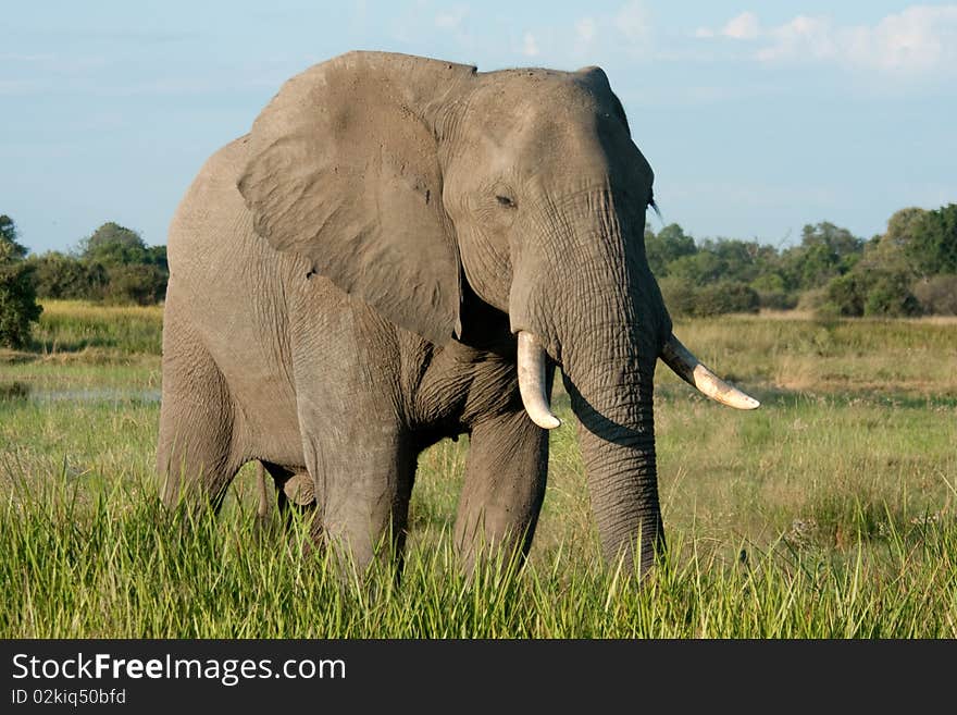 An elephant stands in some long green grass in the Okavango Delta, Botswana. An elephant stands in some long green grass in the Okavango Delta, Botswana.